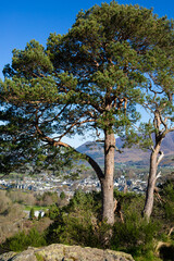 pine tree in the mountains