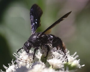 Close-up of a Blue-winged Digger Wasp (Scolia dubia) with black, orange, and yellow markings, feeding on white wildflowers. Long Island, New York, USA