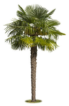 palmier chamaerops excelsa	