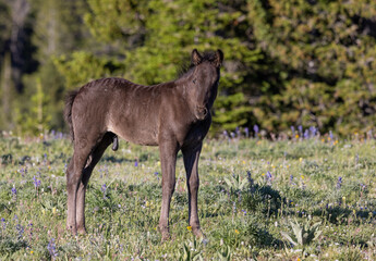 Wild Horse Foal in the Pryor Mountains Montana in Summer