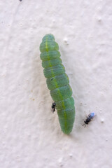 green caterpillar on a leaf