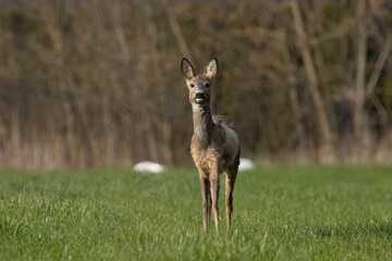 Beautiful roe deer in the clearing. Poland
