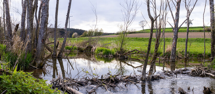 vom Biber (Castor fiber) gestaltete Landschaft mit Damm, Wasser, Busch