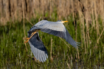 A close shot of a heron in flight.