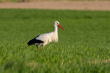 white stork in the grass, Poland
