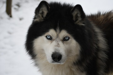 siberian husky dog