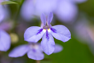 Obraz premium close up of blue flower