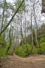 Spring view of Belasitsa Mountain, Bulgaria