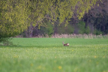 Reh im Fr&uuml;hling