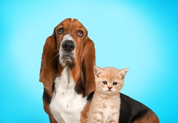Happy cute cat and smart dog posing