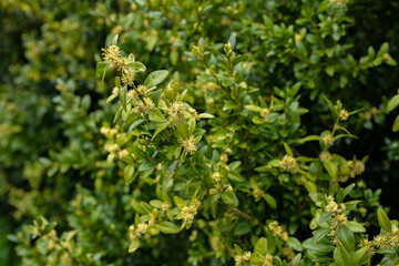 Blooming boxwood. Buxus sempervirens with yellow flowers.