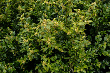 Blooming boxwood. Buxus sempervirens with yellow flowers.