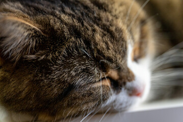 close up of a cat sleeping