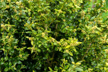 Obraz premium Blooming boxwood. Buxus sempervirens with yellow flowers.
