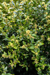 Blooming boxwood. Buxus sempervirens with yellow flowers.