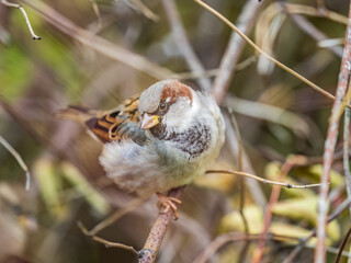 Sparrow sits on a branch without leaves.