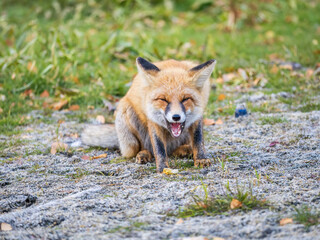 Naklejka na ściany i meble Close up of a red fox Vulpes vulpes, sitting on a path in the forest.