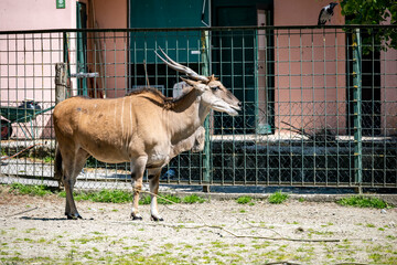Oryx gazelle with sharp horns standing in the sun in Zagreb Zoo