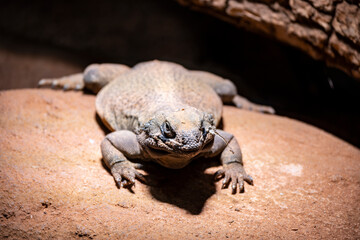 Desert lizard lying still on the warm stone floor in front of his cave