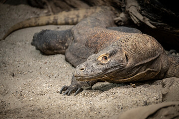The biggest lizard in the world, Komodo dragon, lying in the sand, looking at the camera