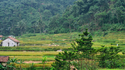 Fototapeta na wymiar Fresh and Serene View of Terraced Rice Fields