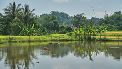Serene Pond: A Haven for Fish and Tranquility