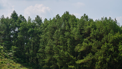 Majestic Pine Trees: Standing Tall and Proud
