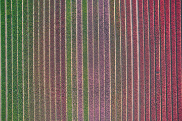 tulip field as seen from above. High quality photo