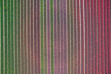 Möbelaufkleber tulip field as seen from above. High quality photo © Florian Kunde