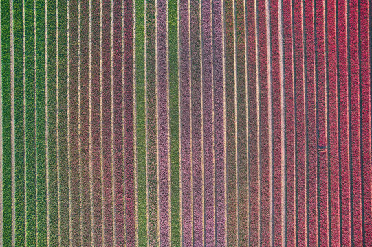 tulip field as seen from above. High quality photo
