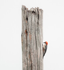 woodpecker on a wooden fence nature rain day 