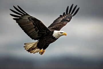 Obraz premium majestic bald eagle soaring through a cloudy sky. Generative AI