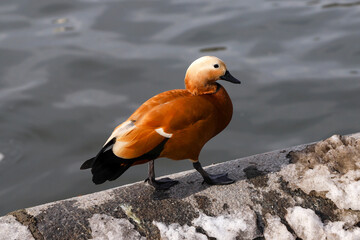 The ruddy shelduck walking on the on the stone snowy parapet near the water