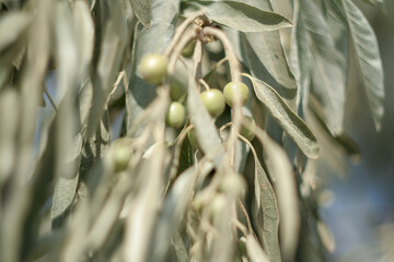 Silver olives among the silver foliage. Berries and leaves of the wild olive for publication,...