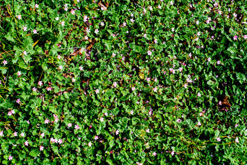 Full frame vibrant green and purple violet flowers.