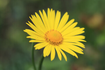 Doronicum Orientale. Leopard's bane. Yellow Daisy spring flower.  Flowering Oriental leopard's bane Plants. Yellow Doronicum flower on green background. Flowering Daisy in spring. Flower garden.