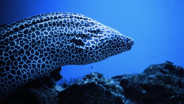 Close-up of a mediterranean moray eel swimming underwater in an aquarium in dark blue water. Murena, Murena under water. Slow motion. At the bottom of the ocean.