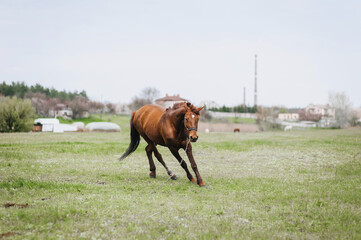 Fototapeta na wymiar A beautiful young fast brown horse runs in a meadow with green grass in a pasture. Photo of an animal.