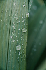 water drops on a green leaf