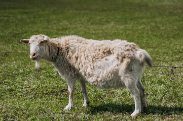 A white, curly-haired goat grazes in a meadow with green grass. Animal photography, portrait.