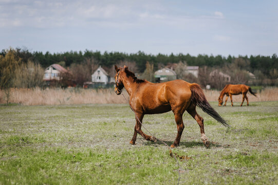 A beautiful young fast brown horse runs in a meadow with green grass in a pasture. Photo of an animal.