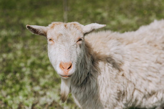 Photography, close-up portrait of the head of a white curly goat in a pasture, meadow. Animal in nature.