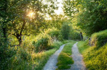 wonderful meadow path framed in lush green by meadows with succulent tufts of grass, bushes and deciduous trees, through whose canopy the sun shines