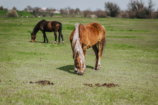 Beautiful young brown horses graze in the meadow at the farm, eating green fresh grass. Animal photography, portrait, nature.