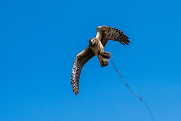 Northern harrier flying in flight catching a mouse