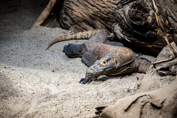 The biggest lizard in the world, Komodo dragon, lying in the sand, looking at the camera