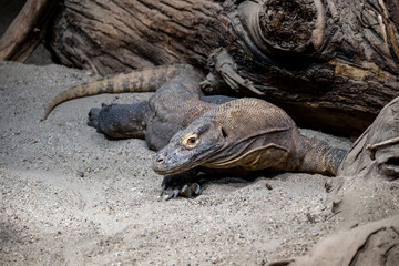 The biggest lizard in the world, Komodo dragon, lying in the sand, showing his profile to the camera