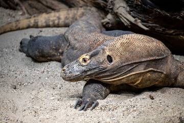 The biggest lizard in the world, Komodo dragon, lying in the sand, showing his profile to the camera