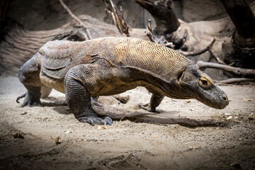 The biggest lizard in the world, Komodo dragon, lying in the sand, showing his profile to the camera