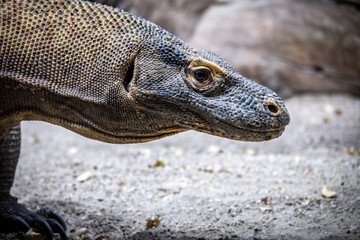 The biggest lizard in the world, Komodo dragon, lying in the sand, showing his profile to the camera